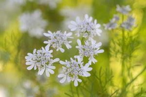 When cilantro, coriander, bolts, it produces beautiful white blooms that are loved by insects. photo