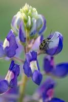 A cucumber beetle on a bluebonnet during spring in Texas. photo