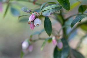 A flowering blueberry bush. photo