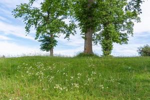 View of leafy green trees and blue sky at the top of a grassy hill. photo