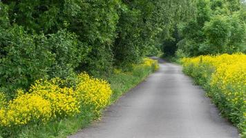 A narrow rural road, bordered by yellow flowers and a forest, that curves and disappears in the distance. photo