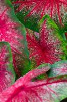 Red and green caladium leaves filling the frame. photo