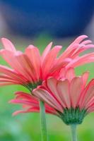 Close-up of two pink gerbera daisies in front of a blue and green background. photo