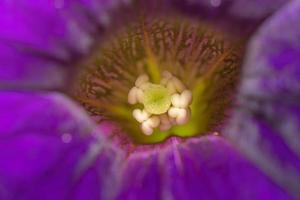 Close-up of the stamens of a purple petunia flower. photo