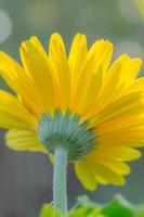 The backlit yellow petals of a gerbera daisy seen from below and set against a blurry background. photo