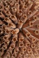 Closeup of the dry and brown flower head of a bee-balm, bergamot, plant in autumn. photo