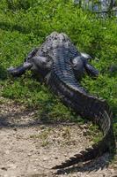 The broad back of an alligator viewed from behind the animal as it rests with its tail curved and with an injury visible at the base of its tail. photo