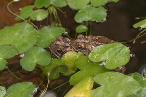 Two toads mating in a garden pond. photo