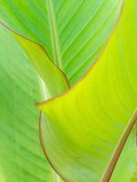 The bright and very large leaves of the canna lily overlapping and filling the frame. photo