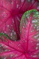 Two bright red and green caladium leaves overlapping and filling the frame. photo