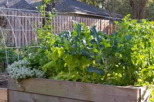 A raised bed filled with vegetables, herbs, and flowers. photo