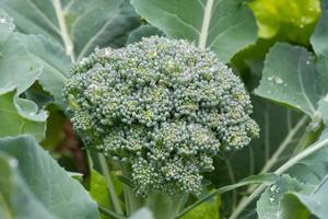 Close-up of a head of broccoli growing in the garden. photo