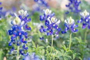 el bluebonnet es la flor del estado de texas. foto