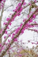 The eastern redbud tree is one of the first to bloom in spring. photo