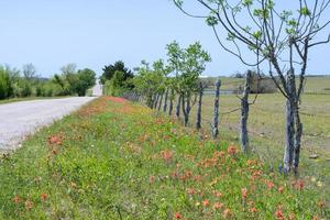 Texas wildflowers growing between a country road and a barbed wire fence. photo