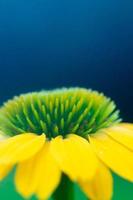 una flor de gerbera amarilla brillante sobre un fondo verde y azul. foto