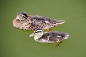 An adult and a juvenile mallard duck swimming in a green pond. photo