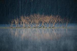 una isla casi sumergida con una línea de pequeños árboles se refleja en un estanque tranquilo en una fría mañana de invierno mientras dos patos nadan. foto