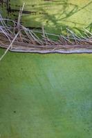 The fibrous trunk of a banana tree on which there's space to write copy. photo