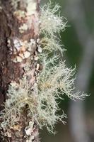 Liquen de barba erizada que crece en un árbol. foto