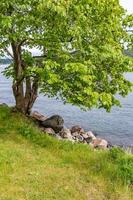 A lone tree on the shore of the Oslo fjord. photo