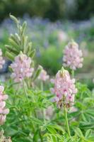 A group of pink flowering bluebonnets. photo