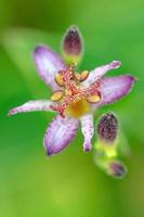 la flor morada de un lirio de sapo sobre un fondo verde brillante. foto