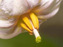 primer plano de la flor de una berenjena que muestra el elaborado pistilo de la flor femenina. foto