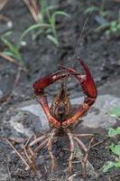 un cangrejo de río de pie en una pose defensiva. foto