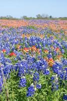 bluebonnets y pinceles indios cubren los campos del este de texas en primavera. foto