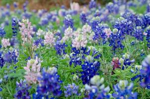 un campo de bluebonnets rosados y azules mezclados. foto