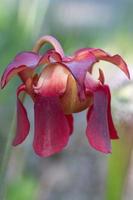 The purple pitcher plant needs a boggy environment. photo