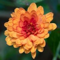 Close-up of the orange flower of a chrysanthemum, or hardy mum. photo