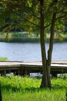 A bald cypress tree and a boardwalk at the lake. photo