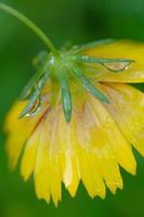 A yellow cosmos flower weighed down by raindrops. photo