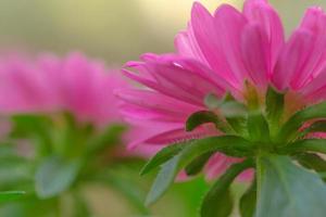 The pink petals of a blooming flower viewed from below. photo