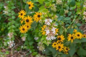 White abelia flowers and the bright yellow blooms of black-eyed-susan sharing space in the garden bed. Focus on the abelia flowers while the yellow flowers are out of focus. photo