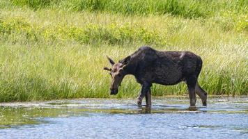 A moose wading in the pond as it searches for water plants to eat. photo