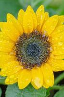 primer plano de una flor de girasol, helianthus, después de la lluvia. foto