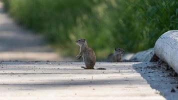 While foraging for food, these two small prairie dogs must remain vigilant. photo