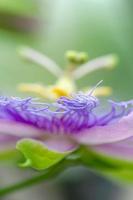 An abstract view of a passionflower, focusing on its corona. photo