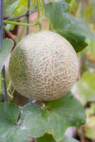 A musk melon growing on a trellis in the garden where it will soon ripen to become a sweet and healthy treat. photo
