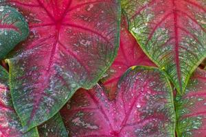 A horizontal image of the large red and green leaves of caladium. photo