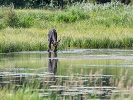 A moose feeding as it wades in a small pond in Grand Teton National Park, Wyoming. photo