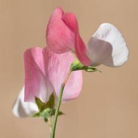 Pink and white sweet pea flowers. photo
