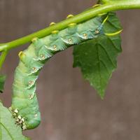 A green Tobacco hornworm with yellow spots along its midsection and yellow horns at the back feeds on a tomatillo plant, which is in the solanaceae family.