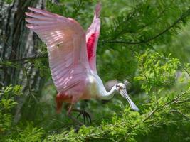 A breeding roseate spoonbill with wings raised while moving along the branch of a bald cypress tree. photo