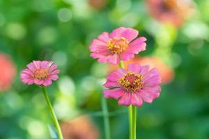 Three pale pink zinnias set against a vibrant, green, bokeh background.