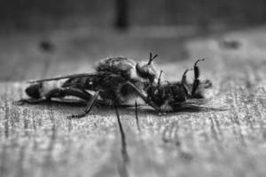 Yellow murder fly or robber fly as black and white image with a bumblebee as prey photo