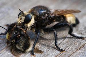 Yellow murder fly or yellow robber fly with a bumblebee as prey. Insect is sucked photo